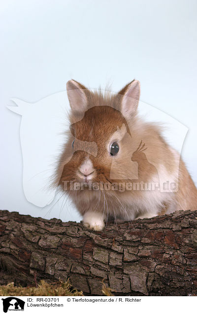 Lwenkpfchen / Bunny Portrait / RR-03701