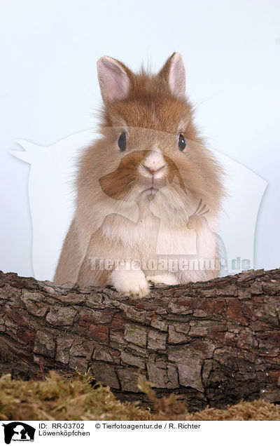 Lwenkpfchen / Bunny Portrait / RR-03702