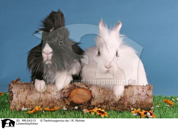 Lwenkpfchen / bunnies / RR-04313
