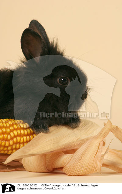 junges schwarzes Lwenkpfchen / young black dwarf rabbit / SS-03612