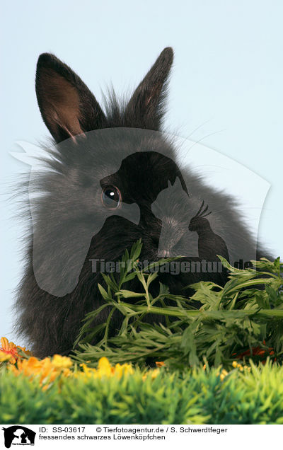 fressendes schwarzes Lwenkpfchen / eating young dwarf rabbit / SS-03617