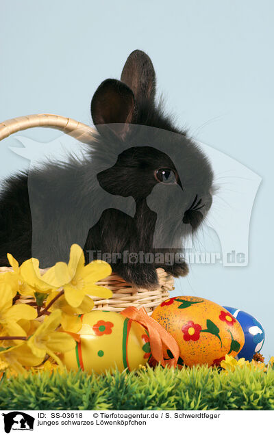 junges schwarzes Lwenkpfchen / young black dwarf rabbit / SS-03618