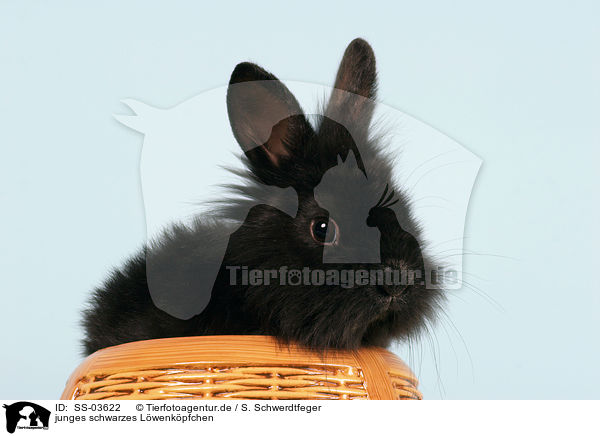 junges schwarzes Lwenkpfchen / young black dwarf rabbit / SS-03622