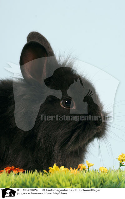 junges schwarzes Lwenkpfchen / young black dwarf rabbit / SS-03624