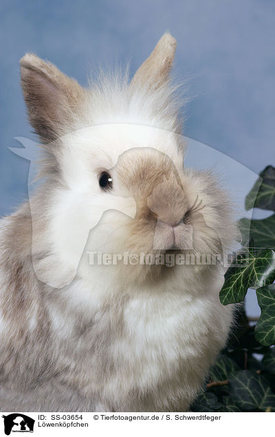 Lwenkpfchen / lion-headed rabbit / SS-03654