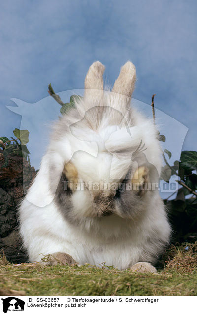 Lwenkpfchen putzt sich / lion-headed rabbit is cleaning itself / SS-03657