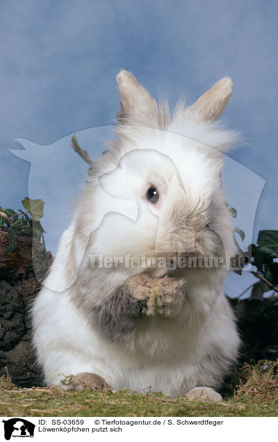 Lwenkpfchen putzt sich / lion-headed rabbit is cleaning itself / SS-03659