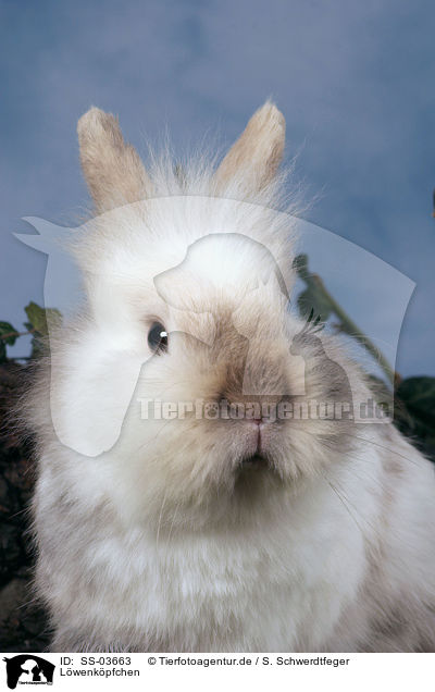 Lwenkpfchen / lion-headed rabbit / SS-03663