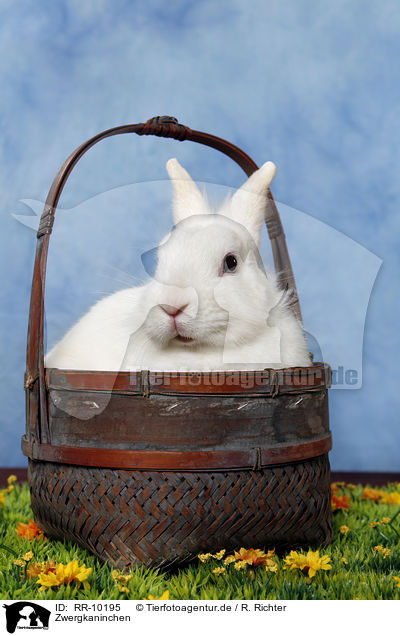 Zwergkaninchen / pygmy bunny / RR-10195