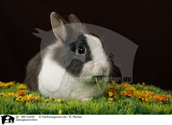 Zwergkaninchen / pygmy bunny / RR-10258