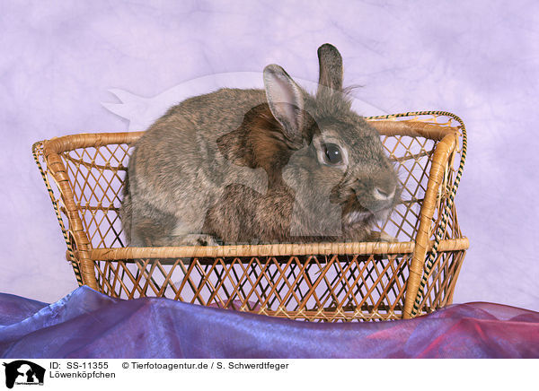 Lwenkpfchen / lion-headed rabbit / SS-11355