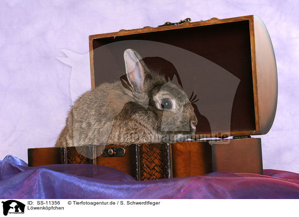 Lwenkpfchen / lion-headed rabbit / SS-11356