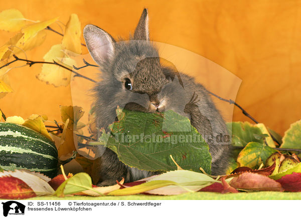 fressendes Lwenkpfchen / eating lion-headed rabbit / SS-11456