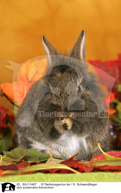 sich putzendes Kaninchen / lion-headed rabbit is cleaning itself / SS-11467