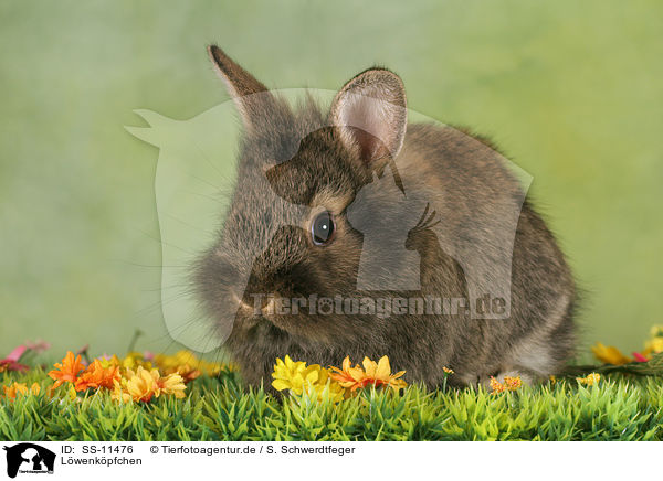 Lwenkpfchen / lion-headed rabbit / SS-11476