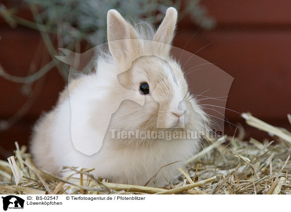 Lwenkpfchen / dwarf rabbit / BS-02547
