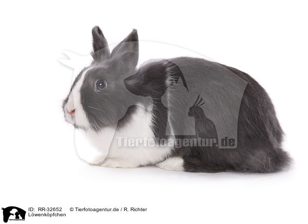 Lwenkpfchen / lionhead rabbit / RR-32652