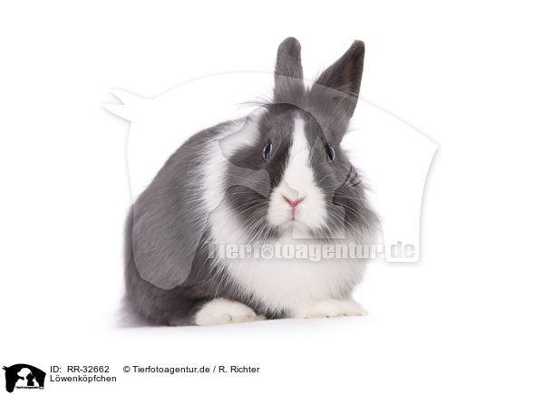 Lwenkpfchen / lionhead rabbit / RR-32662