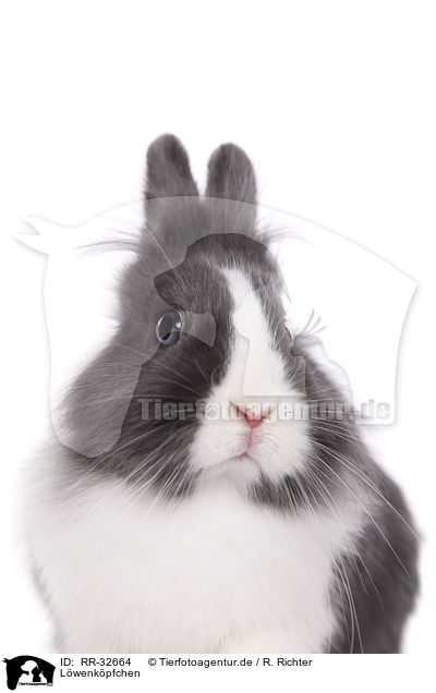 Löwenköpfchen / lionhead rabbit / RR-32664