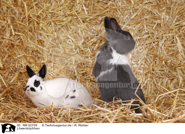 Lwenkpfchen / lionhead rabbit / RR-32709