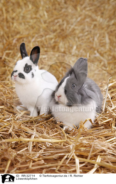 Lwenkpfchen / RR-32714