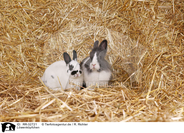 Lwenkpfchen / RR-32721