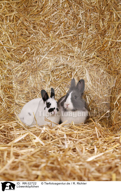 Lwenkpfchen / RR-32722