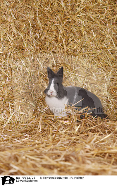 Lwenkpfchen / lionhead rabbit / RR-32723