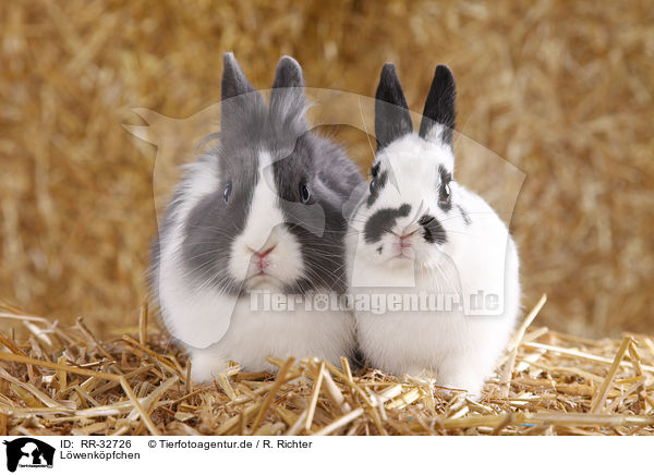 L�wenk�pfchen / lionhead rabbit / RR-32726