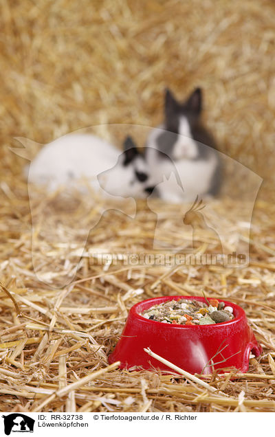 Lwenkpfchen / RR-32738