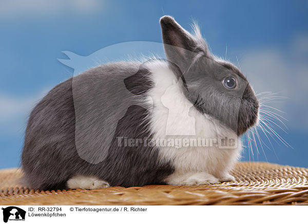 Lwenkpfchen / lionhead rabbit / RR-32794