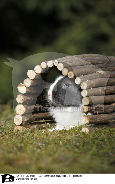 Lwenkpfchen / lionhead rabbit / RR-33408