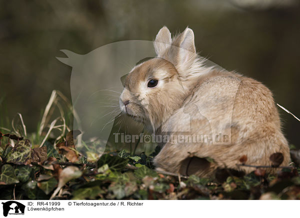 Lwenkpfchen / lion-headed bunny / RR-41999