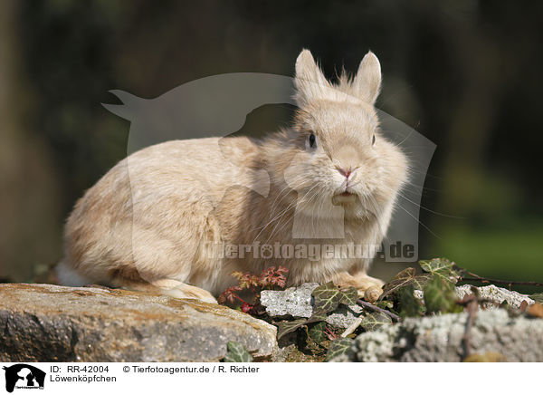 Lwenkpfchen / lion-headed bunny / RR-42004