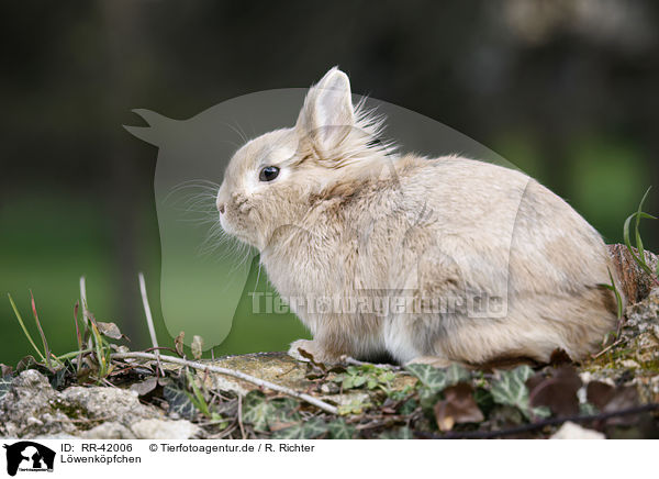 Lwenkpfchen / lion-headed bunny / RR-42006