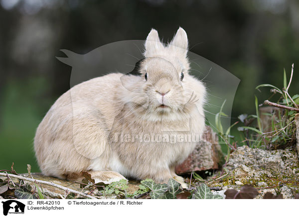 Lwenkpfchen / lion-headed bunny / RR-42010