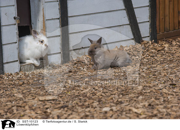 Lwenkpfchen / lion-headed bunnies / SST-10123