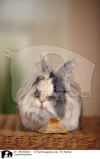 Lwenkpfchen / lion-headed rabbit / RR-48404