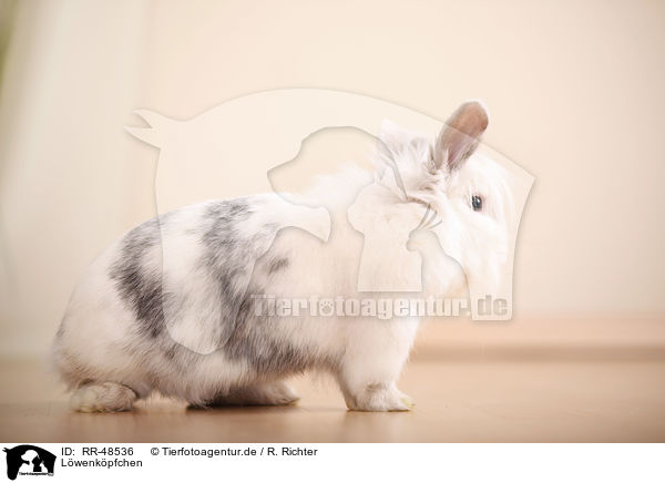 Lwenkpfchen / RR-48536