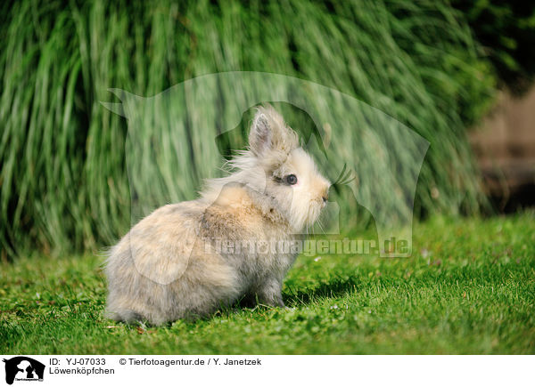 Lwenkpfchen / lion-headed rabbit / YJ-07033