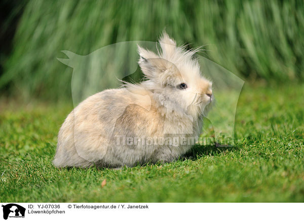 Lwenkpfchen / lion-headed rabbit / YJ-07036