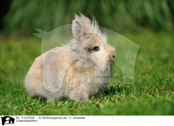 Lwenkpfchen / lion-headed rabbit / YJ-07038