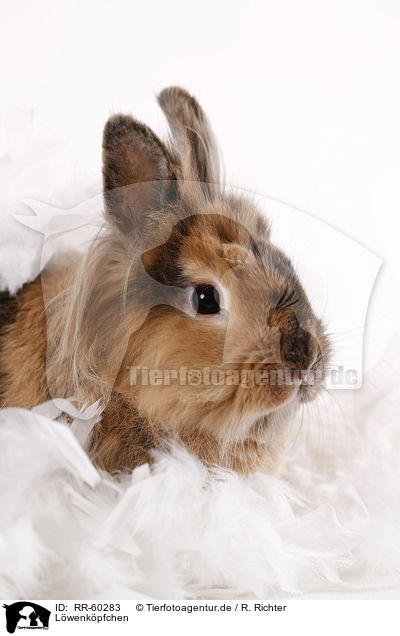 Lwenkpfchen / Lion-headed Rabbit / RR-60283