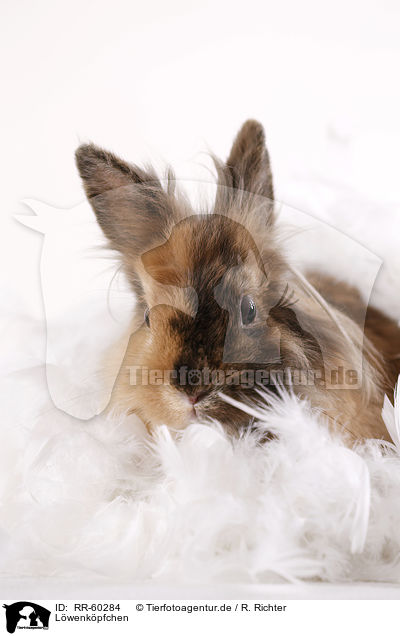 Lwenkpfchen / Lion-headed Rabbit / RR-60284