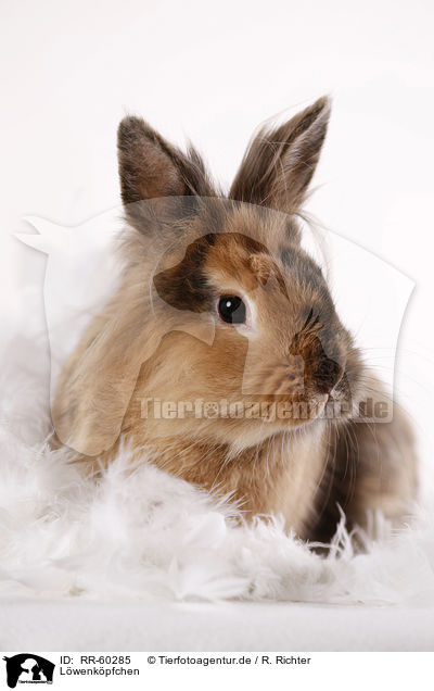 Lwenkpfchen / Lion-headed Rabbit / RR-60285