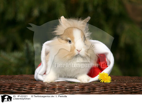 Lwenkpfchen / lion-headed rabbit / IP-03321