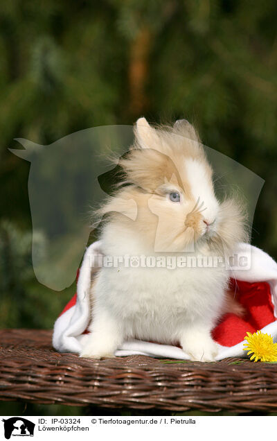 L�wenk�pfchen / lion-headed rabbit / IP-03324