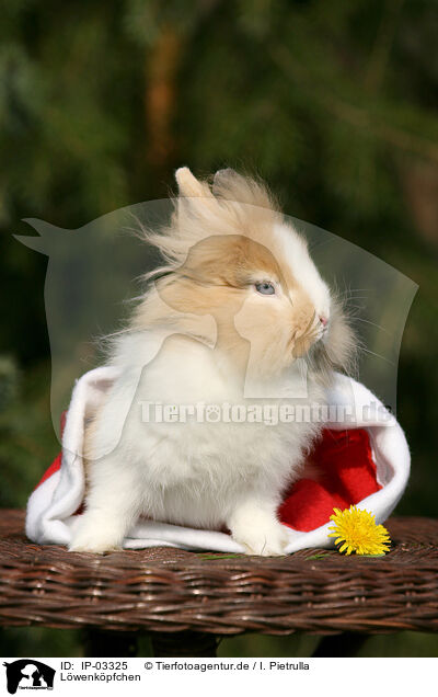 L�wenk�pfchen / lion-headed rabbit / IP-03325