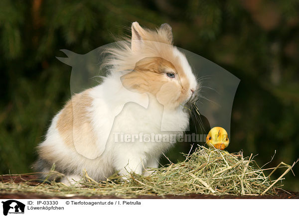 Lwenkpfchen / lion-headed rabbit / IP-03330