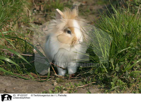 Lwenkpfchen / lion-headed rabbit / IP-03337
